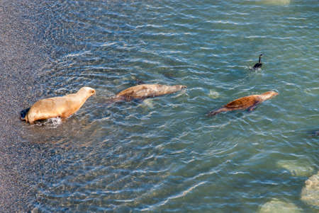 South American Sea Lions Going To Swim - Golfo Nuevo - Punta Loma Nature Reserve - Puerto Madryn - Argentina - Otaria Flavescensの写真素材