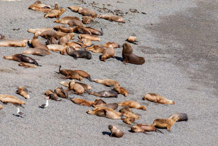 South American Sea Lions Lazy In The Sun - Punta Loma Nature Reserve - Puerto Madryn - Argentina -...