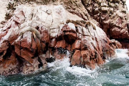 Colony Of South American Sea Lion On The Stony Ballestas Island - Otaria flavescens - Ballestas Islands Nature Reserve - Peruの写真素材