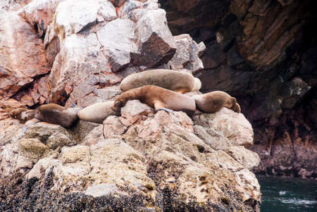 Colony Of South American Sea Lion On The Stony Ballestas Island - Otaria flavescens - Ballestas Islands Nature Reserve - Peruの写真素材