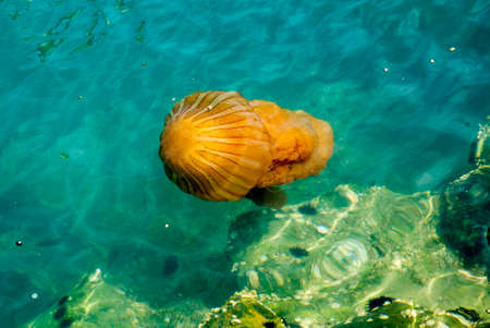 Bright orange jellyfish in a deep blue oceanの写真素材