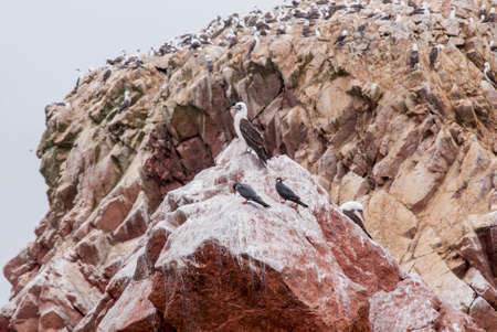 Colony Of South American Cormorants On The Stony Island - Otaria flavescens - Ballestas Islands Nature Reserve - Peruの写真素材