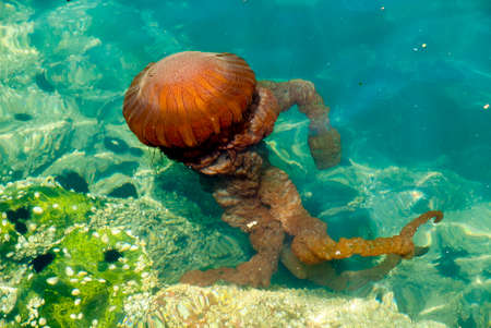 Bright orange jellyfish in a deep blue oceanの写真素材