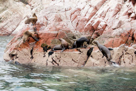 Colony Of South American Sea Lion On The Stony Ballestas Island - Otaria flavescens - Ballestas Islands Nature Reserve - Peruの写真素材