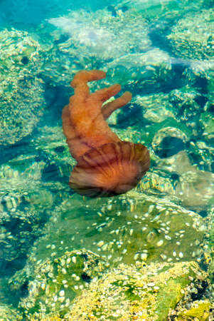 Bright orange jellyfish in a deep blue ocean