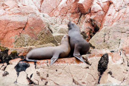 Colony Of South American Sea Lion On The Stony Ballestas Island - Otaria flavescens - Ballestas...