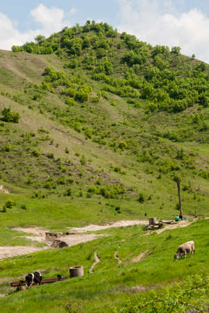 Buzau, Romania rural landscape with cows - Summer time in country sideの写真素材