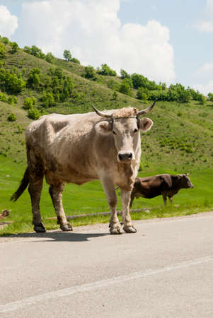 Buzau, Romania rural landscape with cows - Summer time in country sideの写真素材