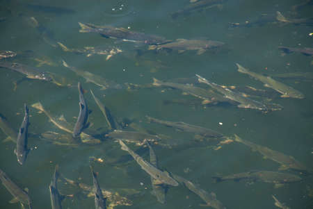 Salmons in Alaska USA  - Ketchikan Creek Riverの写真素材