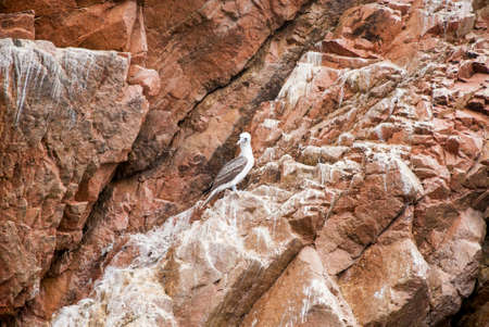 Seagull on Rock Iceland - The Ballestas Islands - Pisco - Peruの写真素材