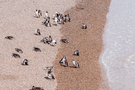 Magellanic Penguin colony of Punta Tombo, one of the largest in the world, Patagonia, Argentina.