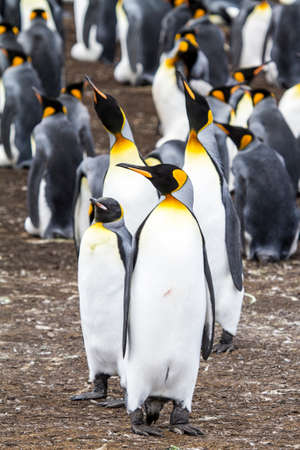 King Penguin - Aptenodytes patagonicus - Colony of king penguins in Bluff Cove, Falkland Islandsの写真素材