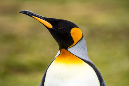 King Penguin - Aptenodytes patagonicus - Colony of king penguins in Bluff Cove, Falkland Islandsの写真素材