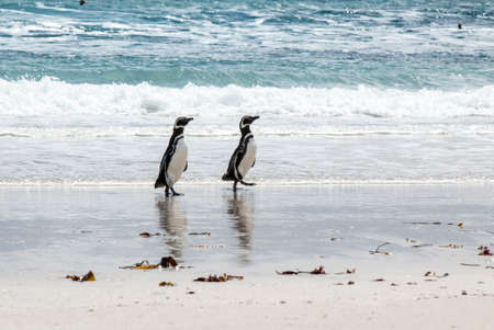 Gentoo Penguin at the seaside- Falkland Islandsの写真素材