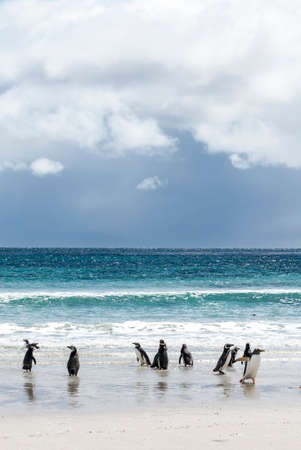 A waddle of penguins playing on the beach.の写真素材