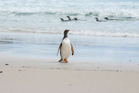 Gentoo Penguin - Pygoscelis papua - Magellanic Penguin - Spheniscus magellanicus - Falkland Islandsの写真素材