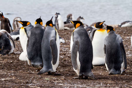 King Penguins Aptenodytes patagonicus on a sandy beachの写真素材