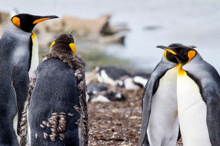 Colony of king penguins in Falkland Islandsの写真素材