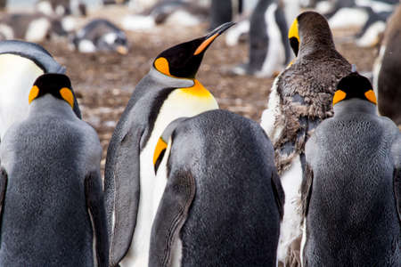 Colony of king penguins in Falkland Islandsの写真素材