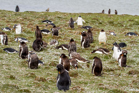 Gentoo penguin, Pygoscelis papua, group of birds on beach, Falklandsの写真素材