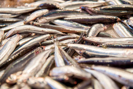 Freshly caught sardines - Fresh Food Marketplace - Catania, Italyの写真素材