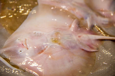 Yellow Stingray Seafood in Fresh Food Market - Catania, Italyの写真素材