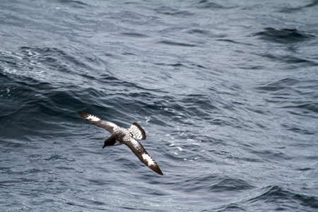 An albatross flying low on the Antarctica during summer.の写真素材