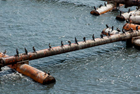 Cormorant Colony On The pipes- Otaria flavescens - Cruise Port Salaverry - Peruの写真素材