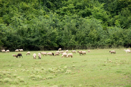 Flock of sheep in the pasture in Buzau - Moldova, Romania - Romanian countryside