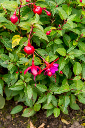 Lady's Eardrops - Fuchsia 'Oetnang'