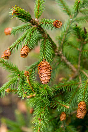 Picea abies Pusch- the Norway spruce is a species of spruce native to Northern, Central and Eastern...