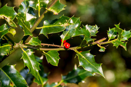 Holly Berries in Autumn.Savernake Forest Wiltshire, England, United Kingdomの写真素材