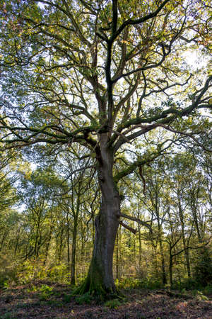 A tree in the Savernake Forest, England