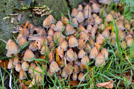 Fungi in Savernake Forest