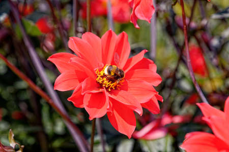 Honey bee on red flower, close up macro at garden.