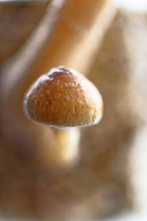 The Ecuador magic mushroom is a psilocybe cubensis, a specie of psychedelic mushroom whose main...