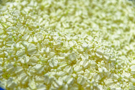 Bag of lover or trefoil flowers for making traditional flower garland offerings phuang malai at Pak Khlong Talat, Bangkok flower market. Thailandの写真素材