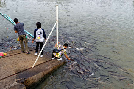 Feeding catfish at Wat Phanan Choeng Temple, Ayuttaya Historical Park, Thailand - 21st of January 2020のeditorial素材