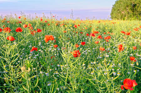 A view of a Poppy field in countryside - Romania - Common Poppies, Poppy Field