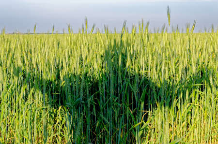 Ripening crop of wheat growing in a field - early Summer - Romania