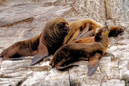 Group of Sea Lions on the Rocky La Isla de Los Lobos Islan in Beagle Channel, Ushuaia, Patagonia,...