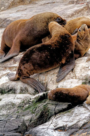 Group of Sea Lions on the Rocky La Isla de Los Lobos Islan in Beagle Channel, Ushuaia, Patagonia, Argentinaの写真素材