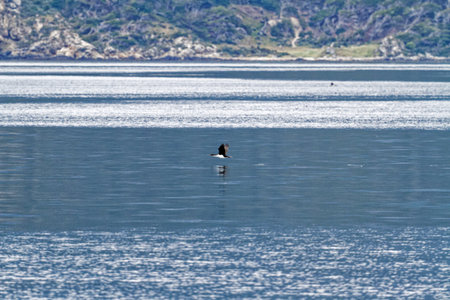 Cormorant flying in the Beagle Channel, Ushuaia, Tierra Del Fuego, Argentina, South Americaの写真素材