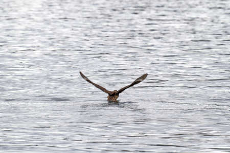 Eagle flying over the water and fishing in Beagle Channel near Ushuaia - Argentina