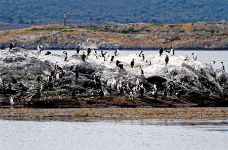Colony of Imperial Cormorants (Leucocarbo atriceps) in the Beagle Channel, Ushuaia, Tierra del Fuego, Argentina, South Americaの写真素材