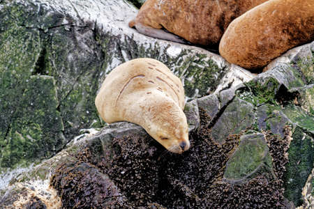 Group of Sea Lions on the Rocky La Isla de Los Lobos Islan in Beagle Channel, Ushuaia, Patagonia, Argentinaの写真素材