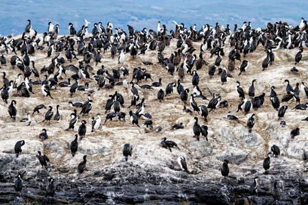 Colony of Imperial Cormorants (Leucocarbo atriceps) in the Beagle Channel, Ushuaia, Tierra del Fuego, Argentina, South Americaの写真素材