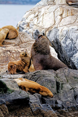 Group of Sea Lions on the Rocky La Isla de Los Lobos Islan in Beagle Channel, Ushuaia, Patagonia, Argentinaの写真素材