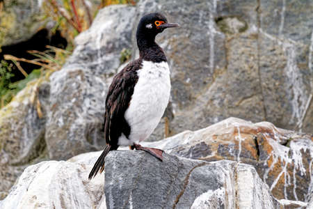 A King or blue-eyed cormorant in Beagle channel, Ushuaia, Tierra del Fuego, Argentina, South Americaの写真素材