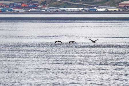 Cormorant flying in the Beagle Channel, Ushuaia, Tierra Del Fuego, Argentina, South Americaの写真素材